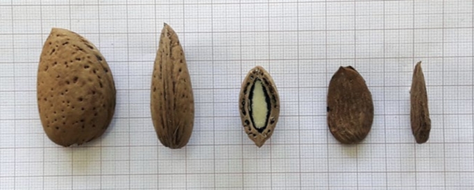 Papoutsa megali