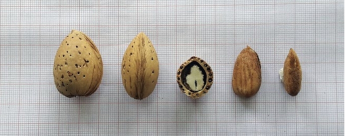 Pikramigdalo siderato