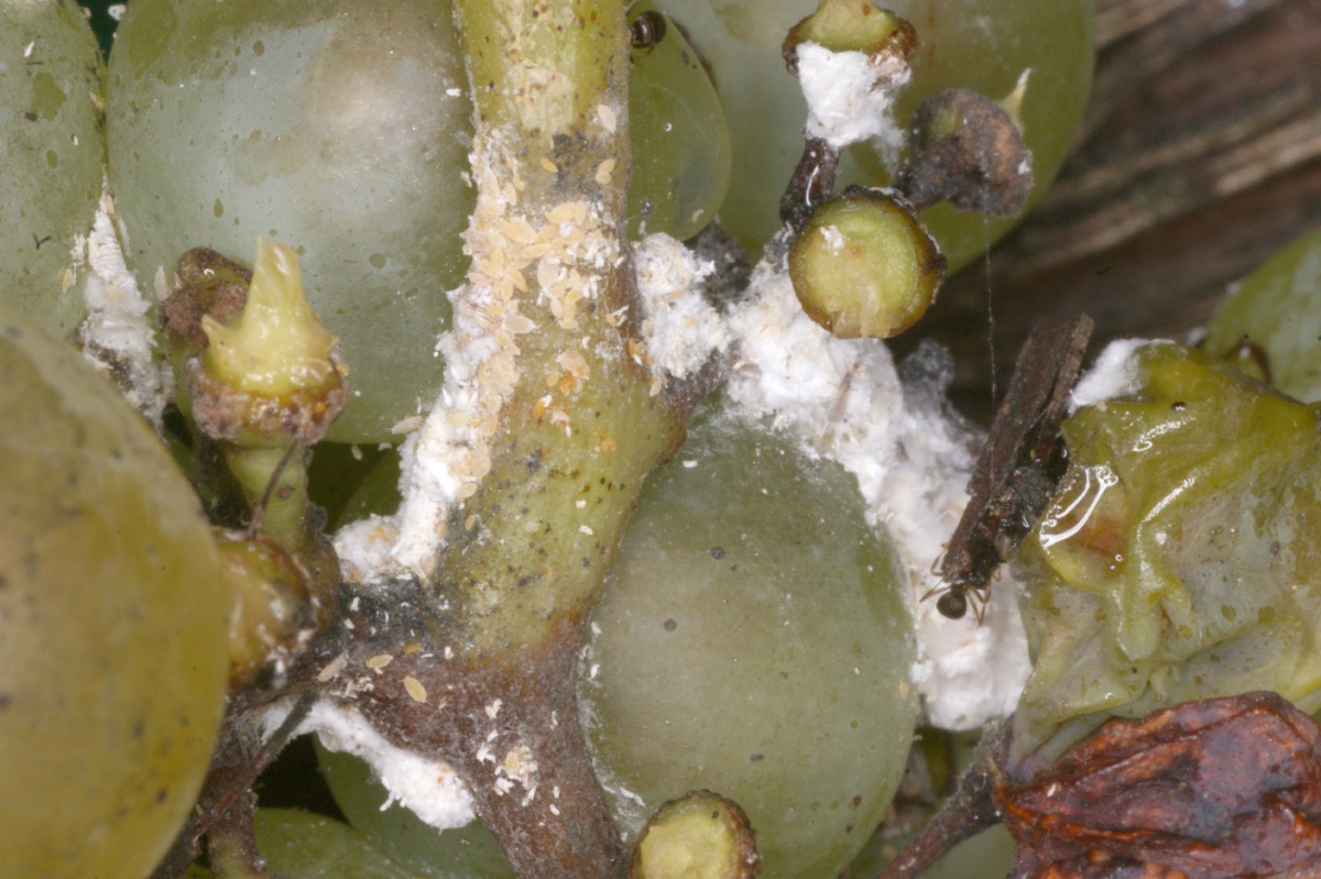 Planococcus ficus nel grappolo F. Santi 