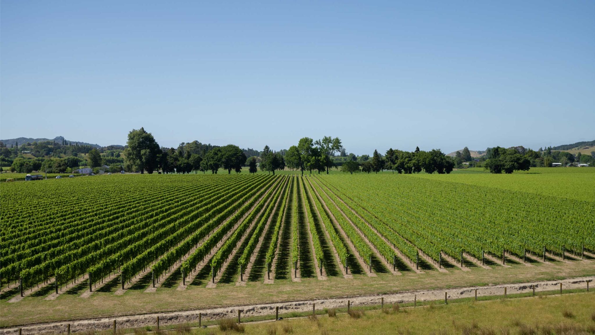SFD Vine Density New Zealand Winegrowers Inc. CO Ross Wise Bragato Research Institute 2048x1154