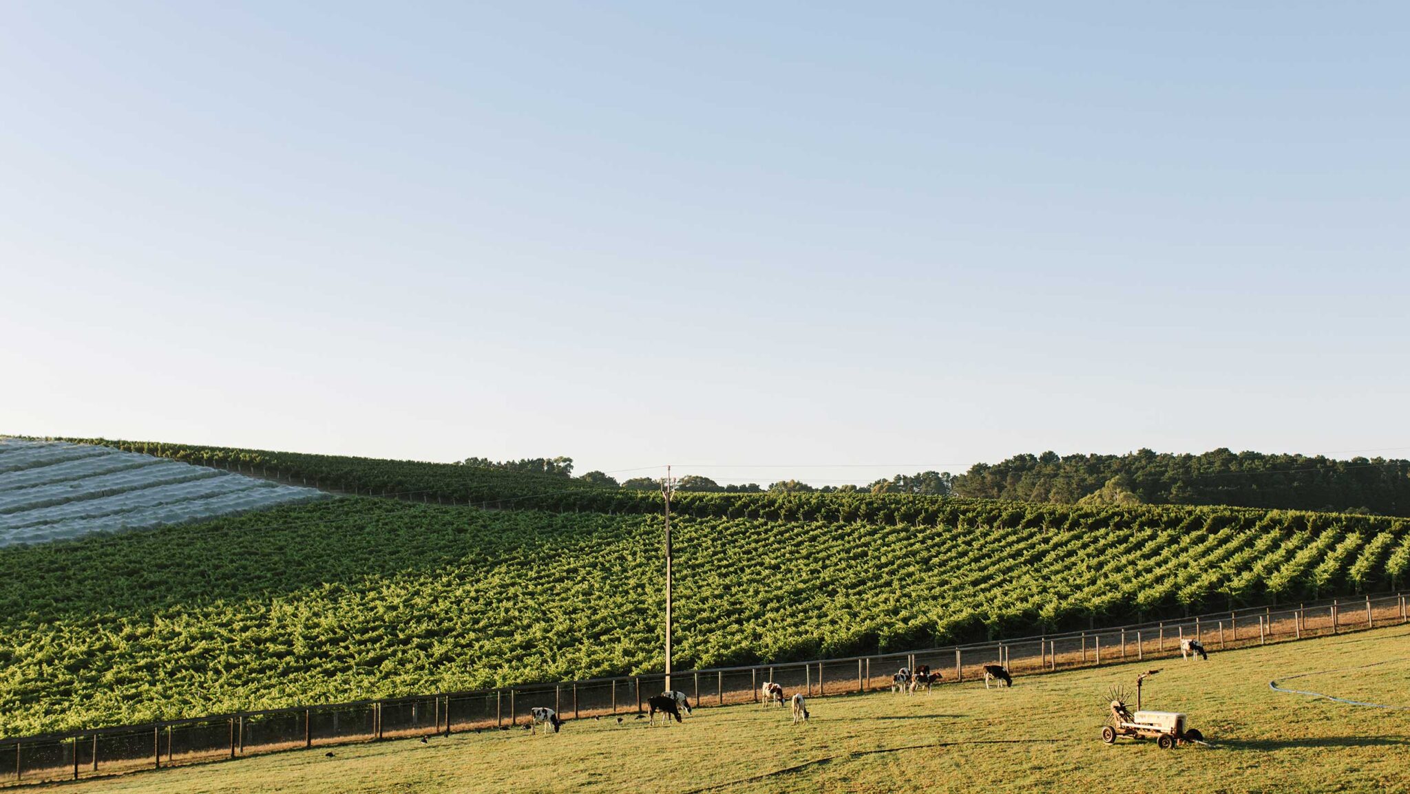 SFD Vine Density Vineyard in Balhannah Australia CO ShawSmith 2048x1154