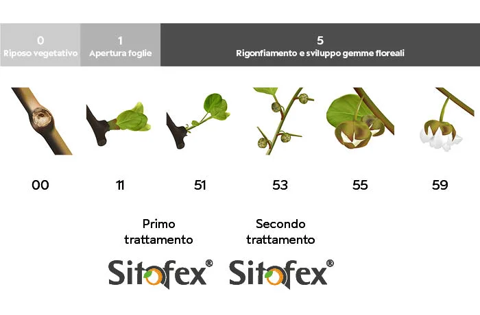 Sitofex 2