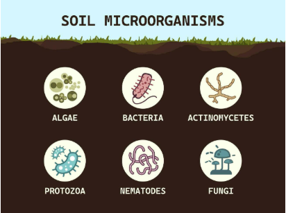 Supporting Soil Microbes and Pest Resistance