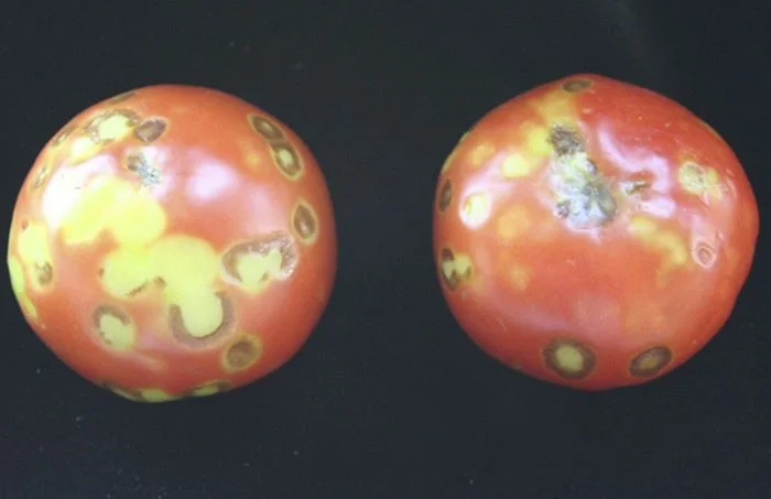 Tomato mosaic virus 1