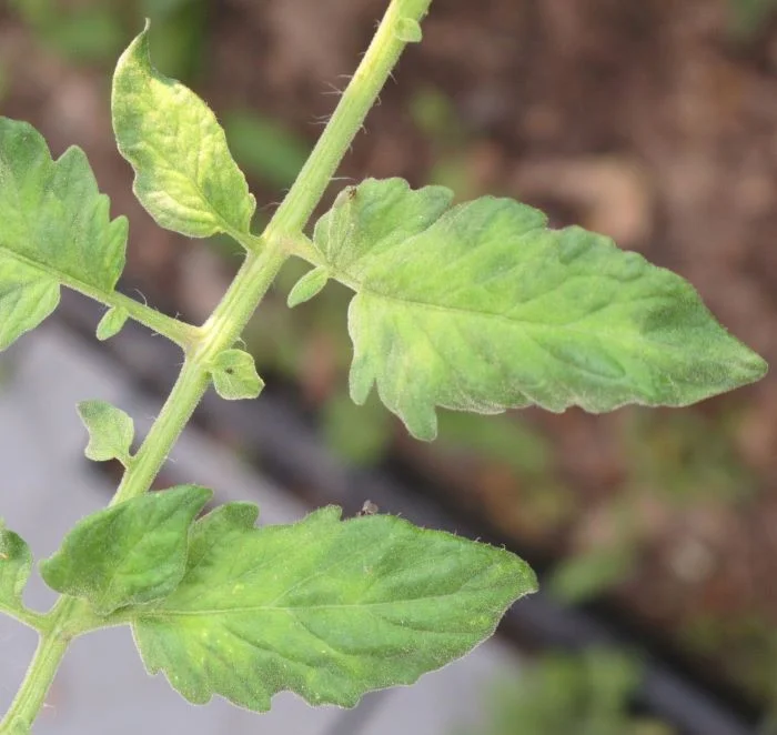 Tomato mosaic virus 2 1