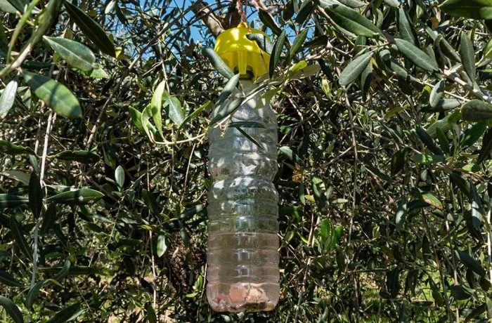 Trappole mosca oliv