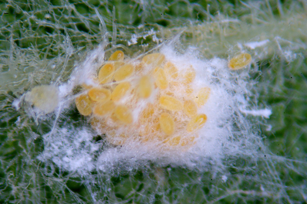 Uova di Planococcus ficus pasqualini