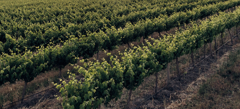 Vine rows 770