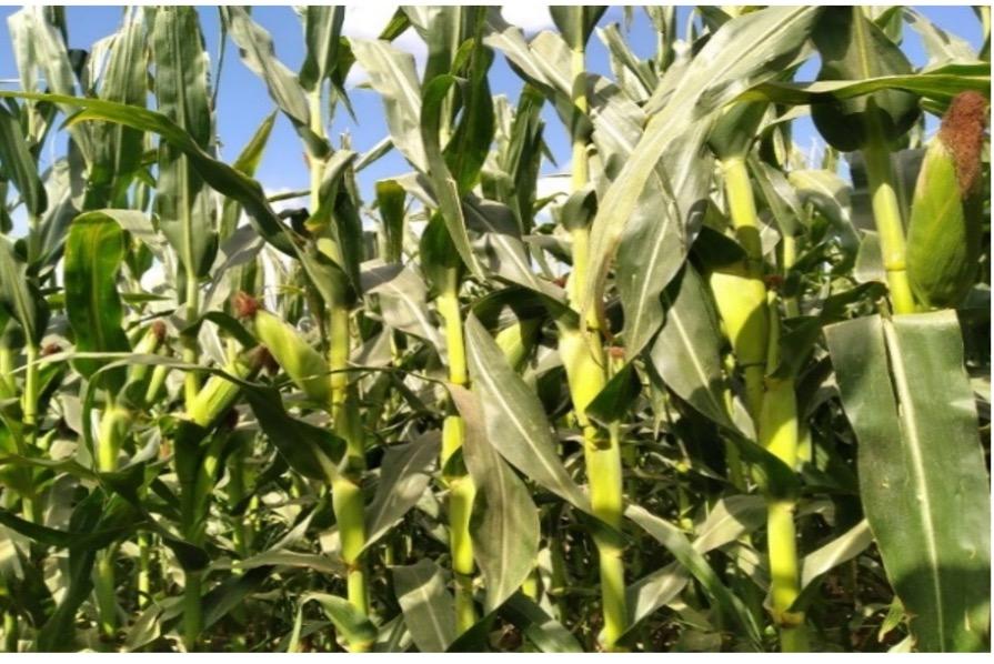 W 01563 corn plants