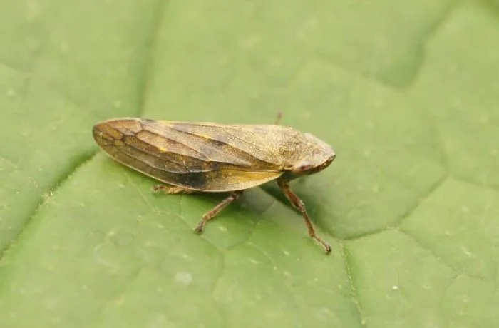 Xylella ossido di carlina sputacchina 1