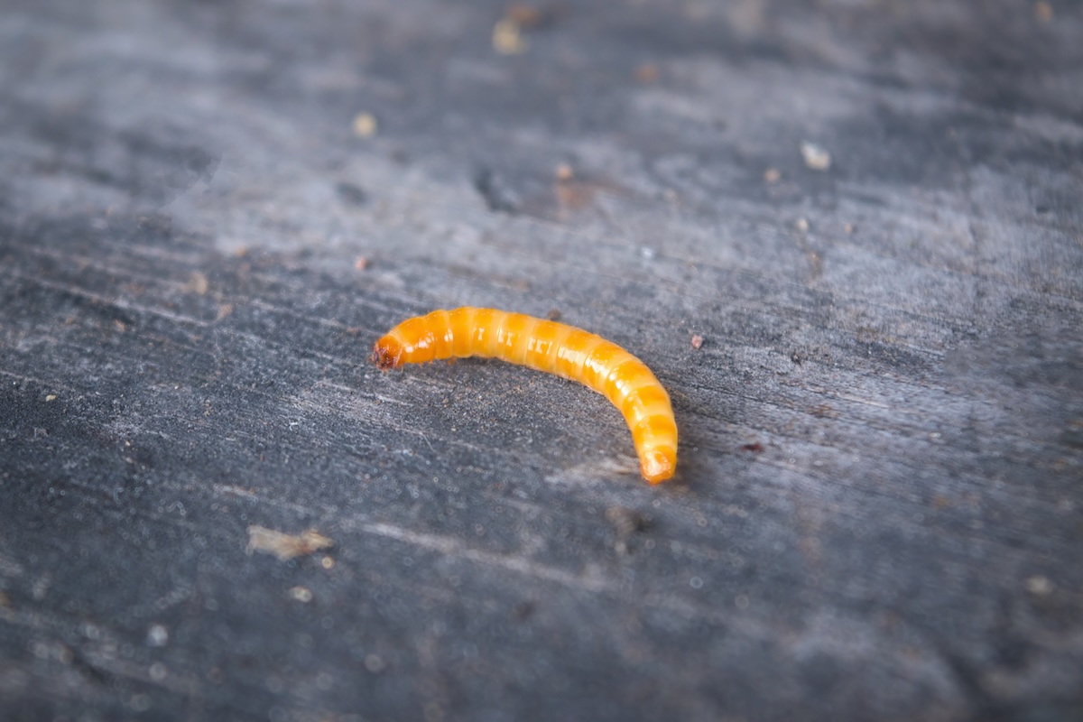 agriotes larva coleottero elateridi insetto insetti by anatoliy adobe stock 1200x800