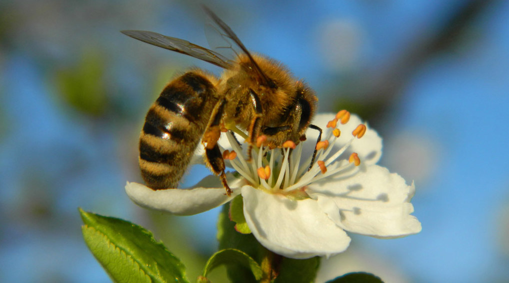 apis mellifera