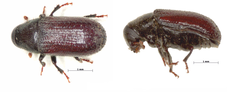 aspecto de tomicus destruens