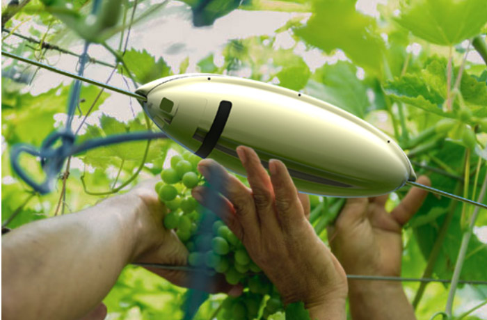 avversita-in-vigneto.jpg
