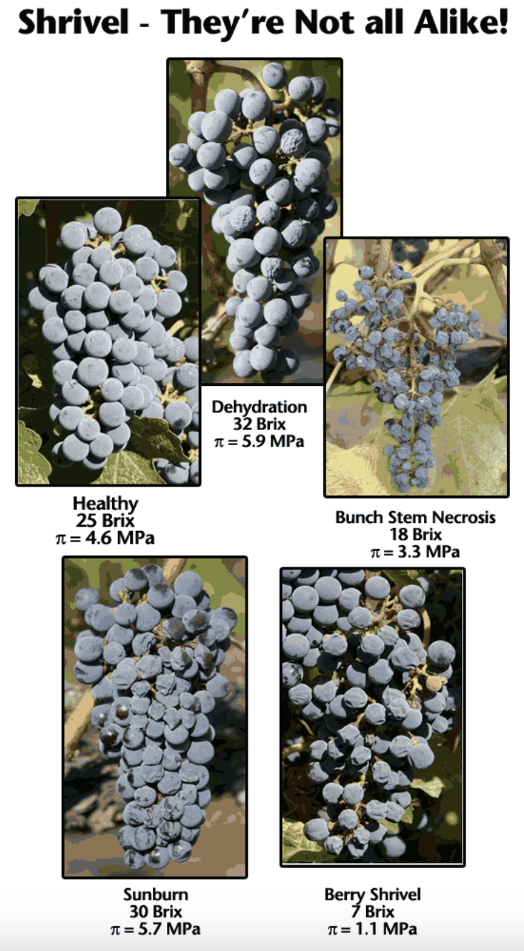 berrybrix