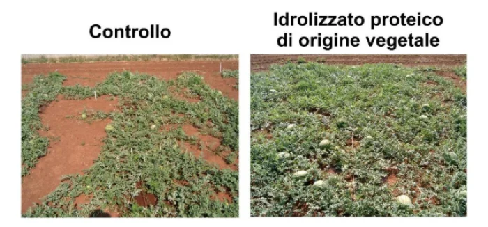 biostimolanti 2 1