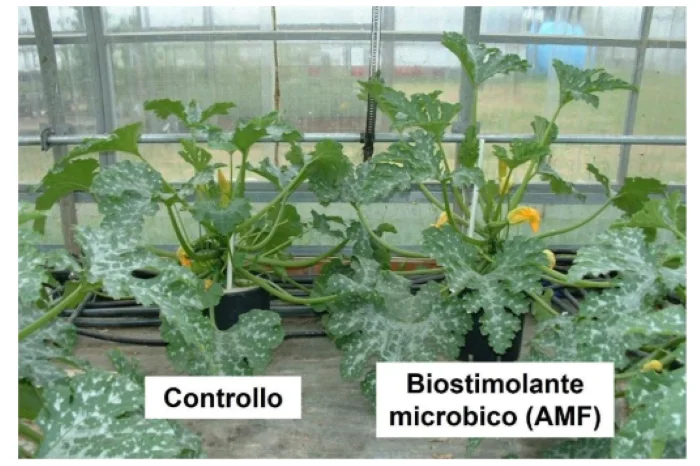biostimolanti 3