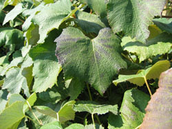 blackleaf