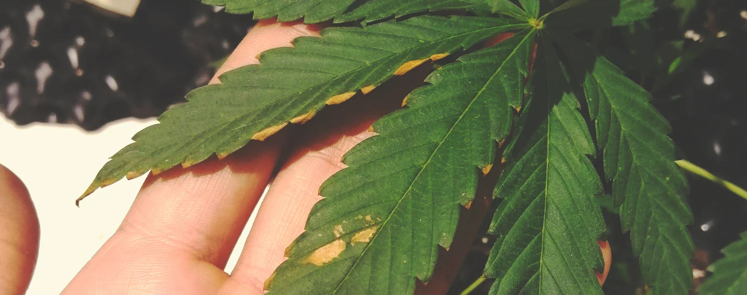 boron deficiency cannabis