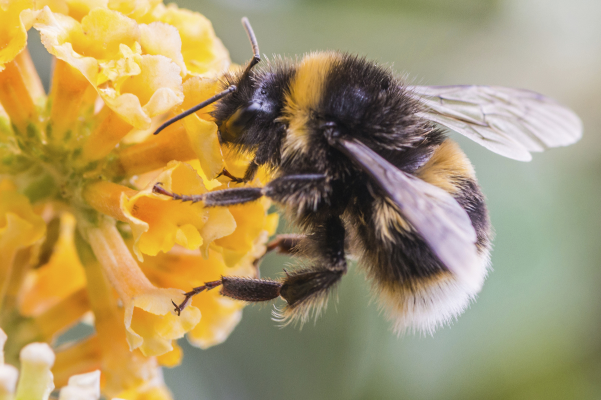 bumble bee