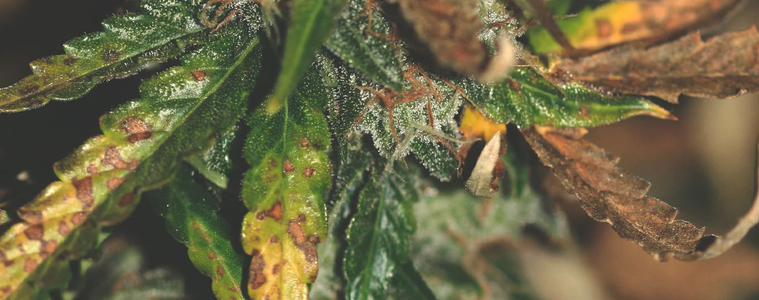 calcium deficiency cannabis