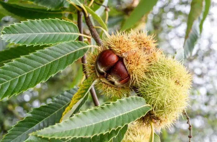 castanicoltura riccio