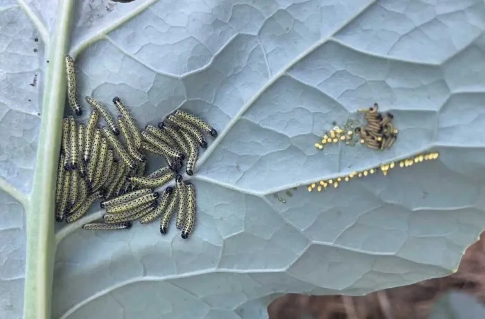 cavolaia brassicacee