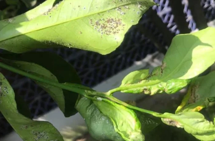 cocciniglia del limone 2