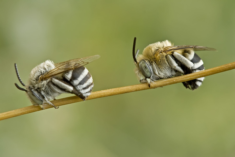 coelioxys afra