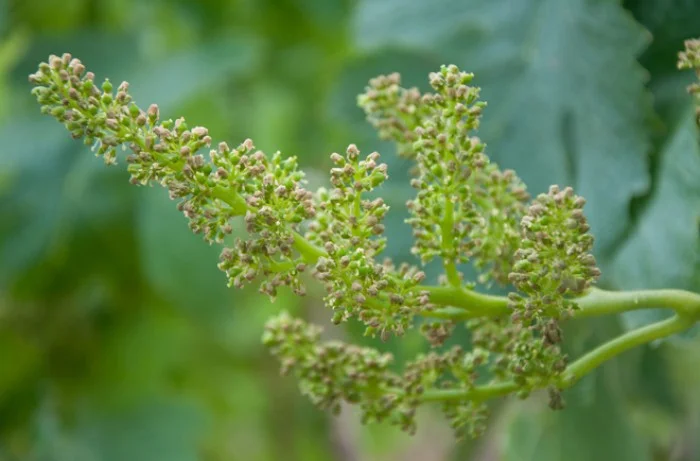 colatura fiorale vite