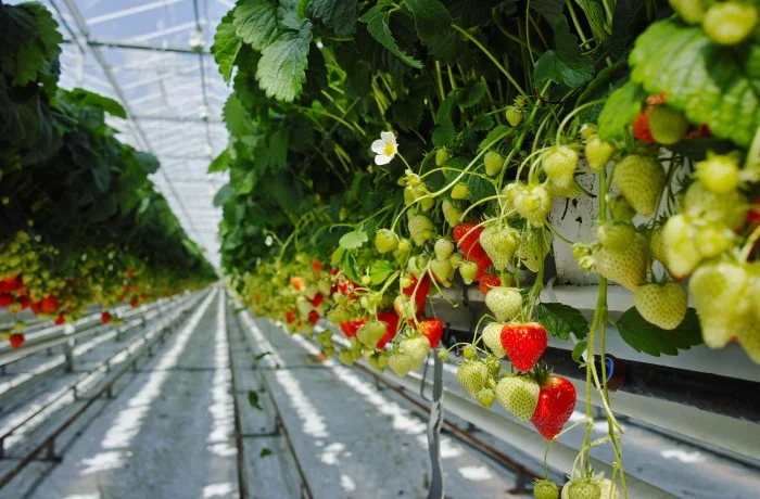 coltivazione della fragola fertirrigazione