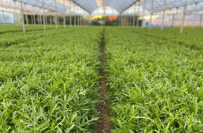 coltivazione della rucola