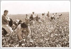 cottonathira.jpg