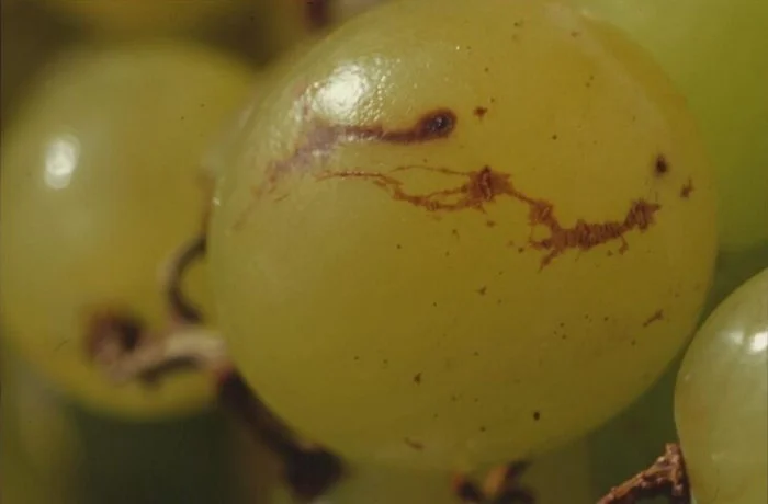 danni mosca della frutta