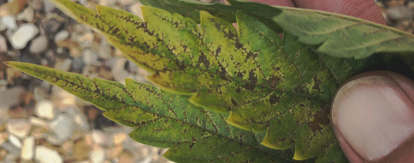 deficiency cannabis magnesium