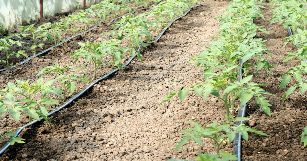 drip irrigation