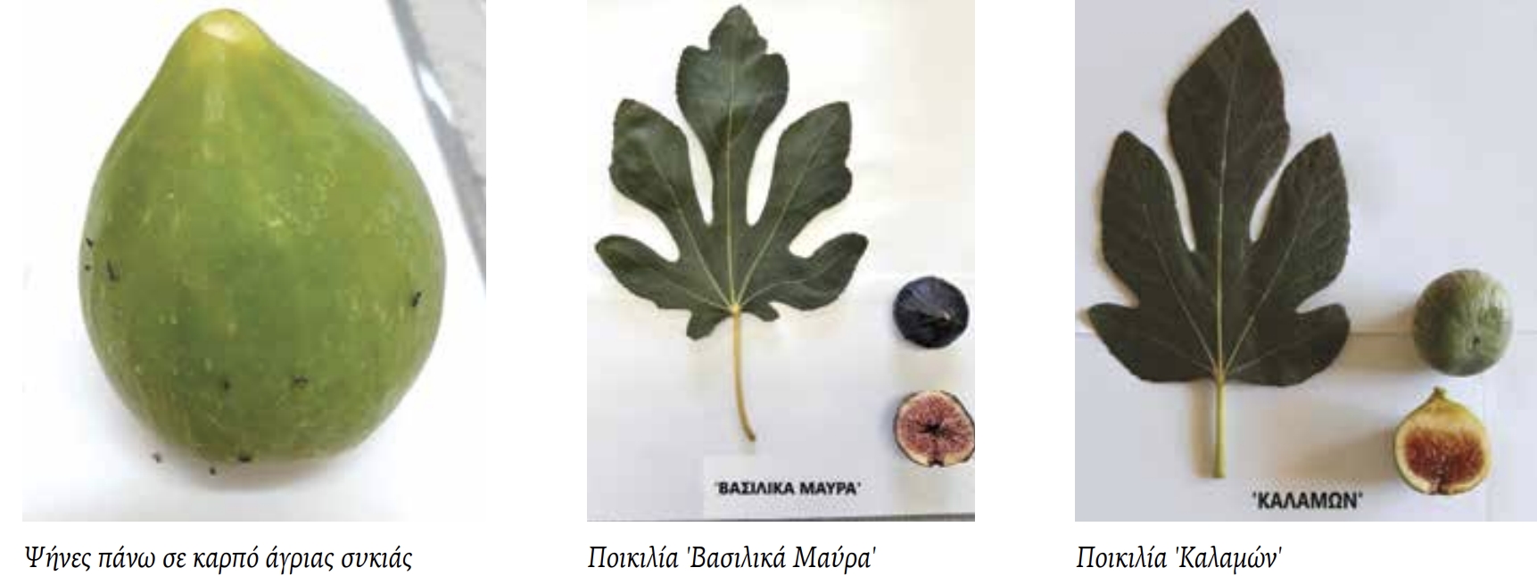 fig1