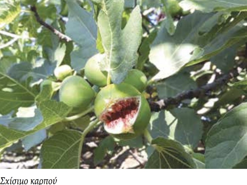 fig2