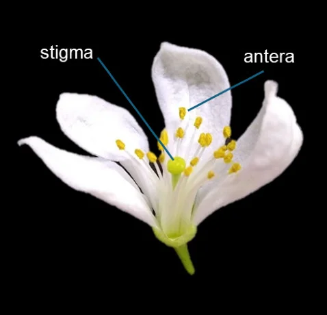 fioritura 