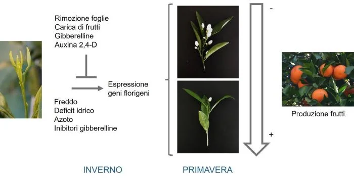 fioritura 2