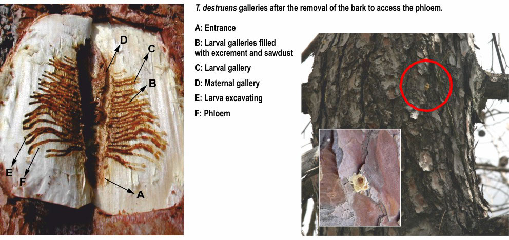 gb galerias y volcanes de resina