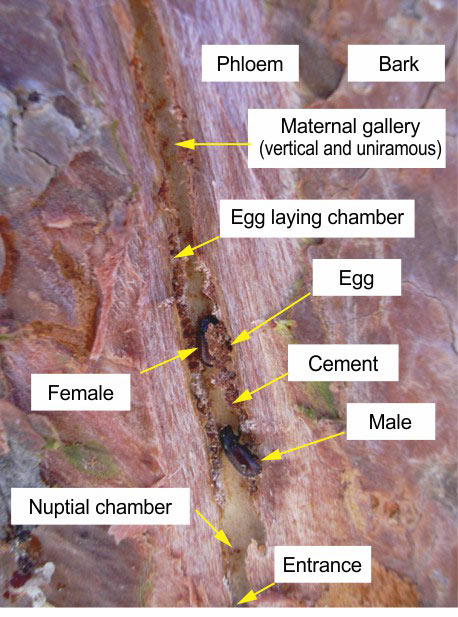 gb pareja en galeria 1