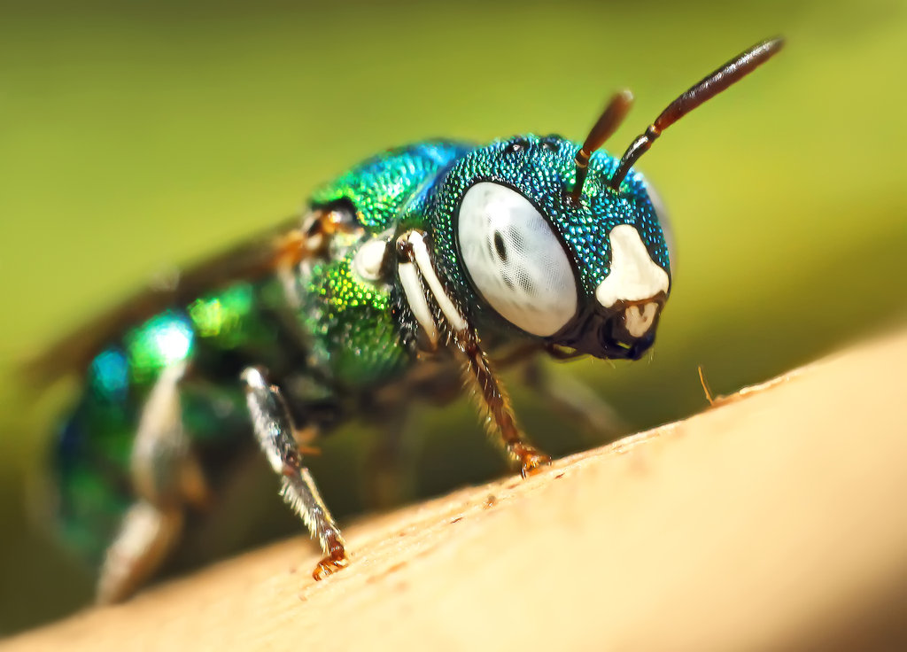 halictid bee