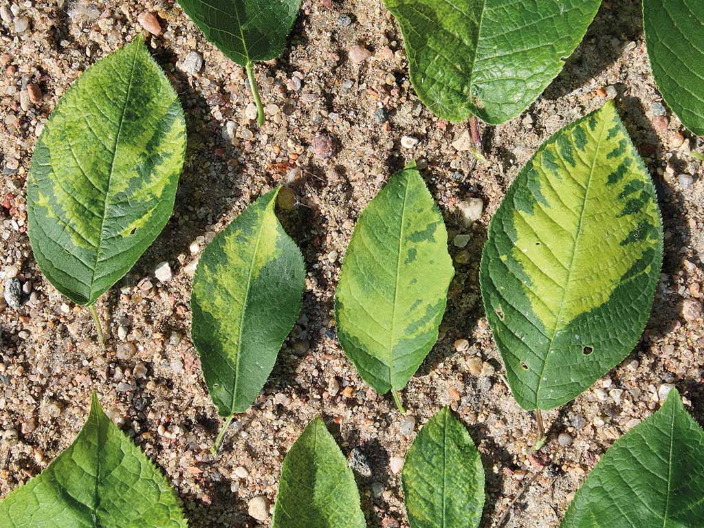hortgro leaf spot virus leaves