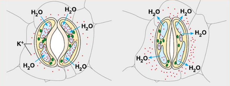 images Ruolo nel potassio nell apertura delle cellule stomatiche