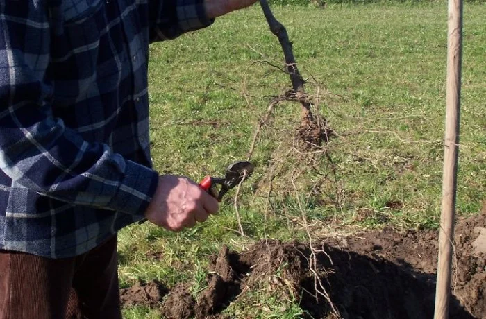 impianto di un frutteto potatura radici