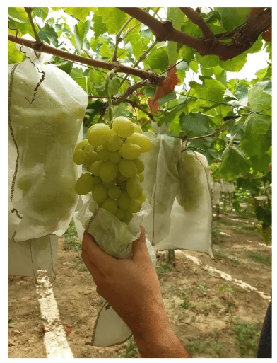 insacchettamento grappoli 1