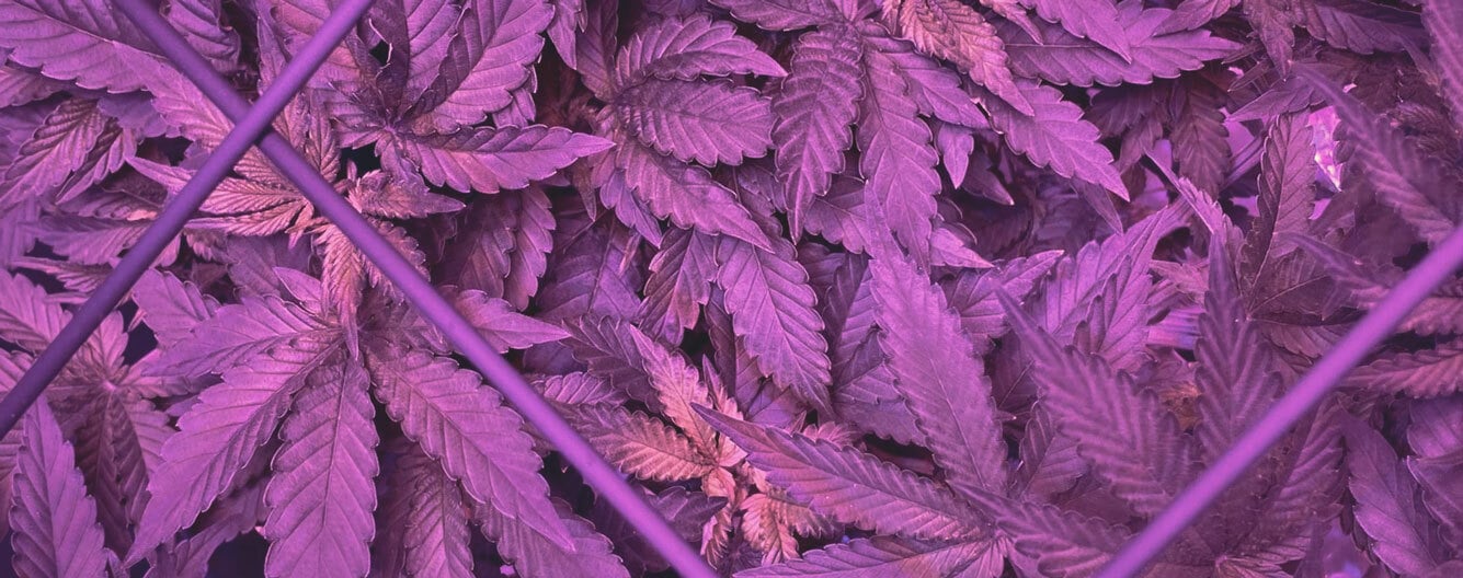iron deficiency cannabis
