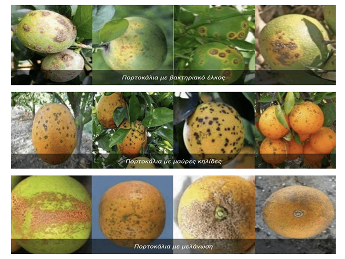 itoranges
