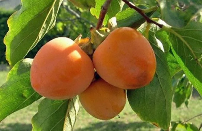 kaki rojo brillante 